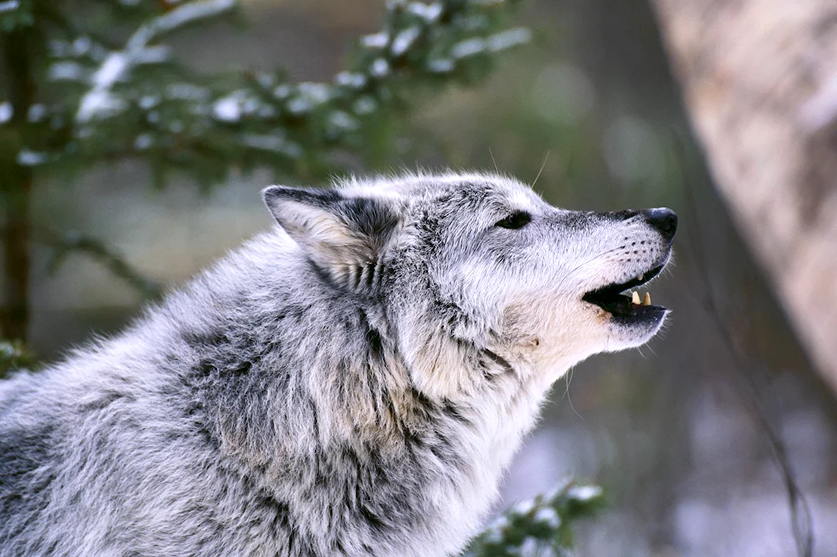 Манитобский волк