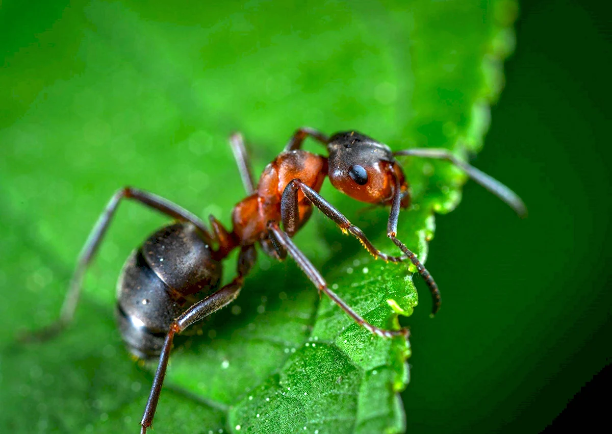 Манхэттенский муравей