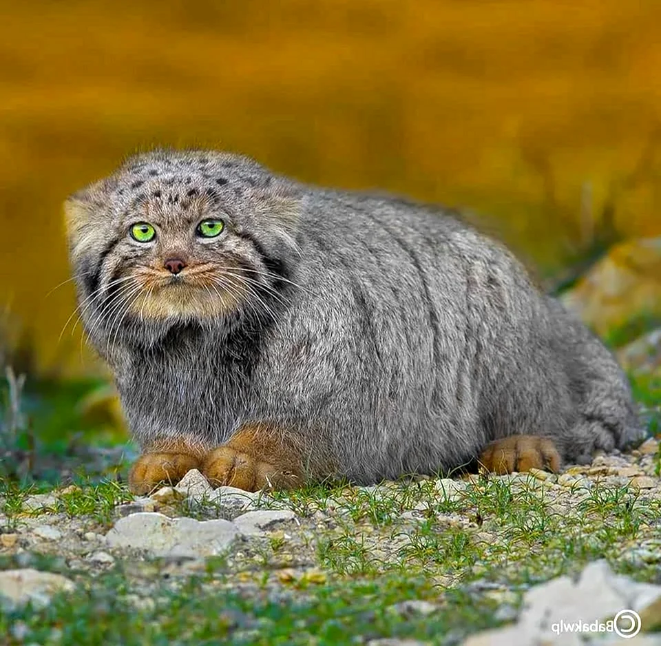 Манул Забайкальский дикий кот