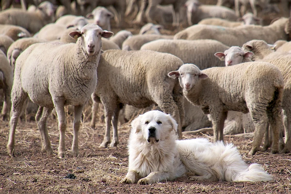 Маремма-абруццкая овчарка с овцами