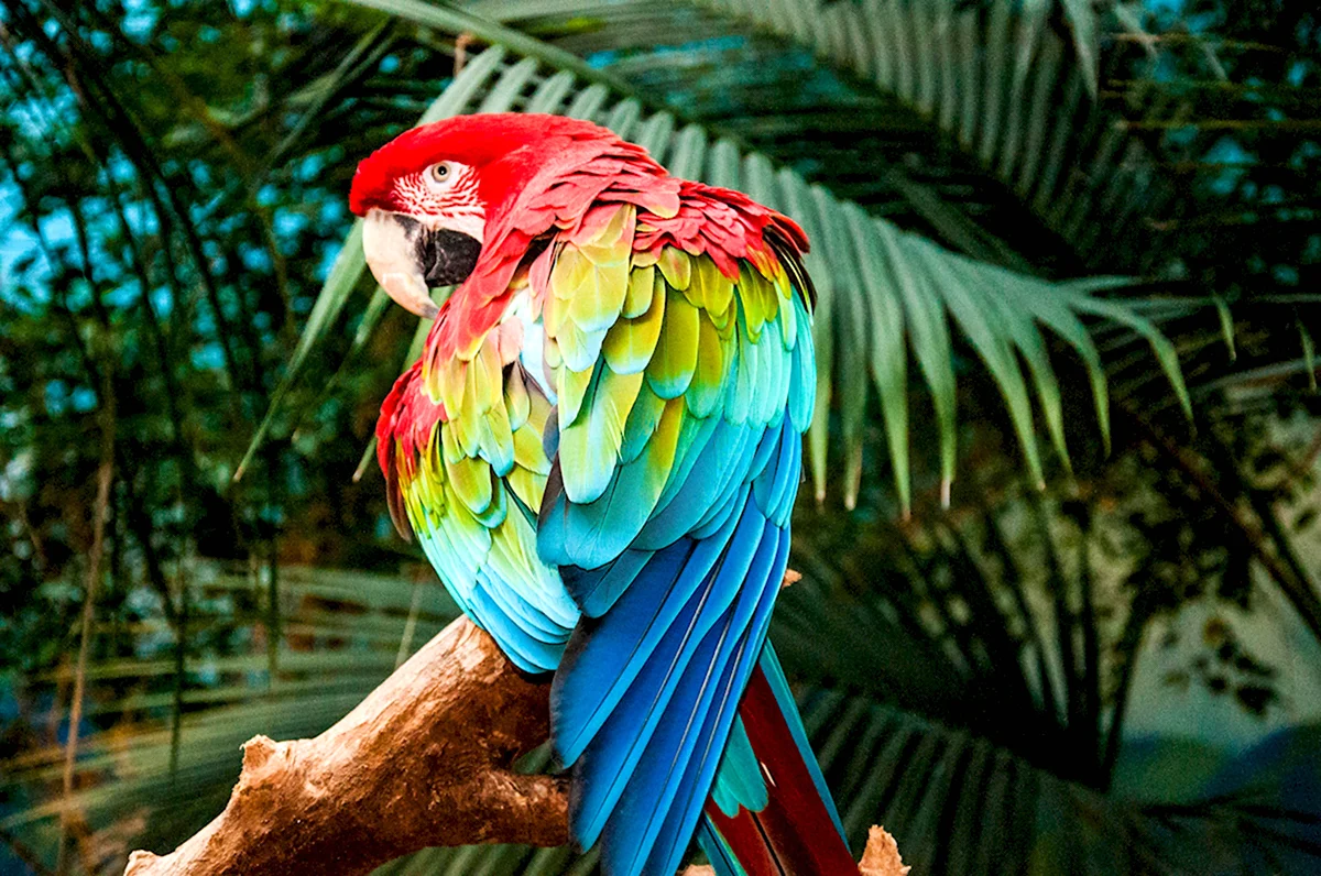 Мартиникский ара