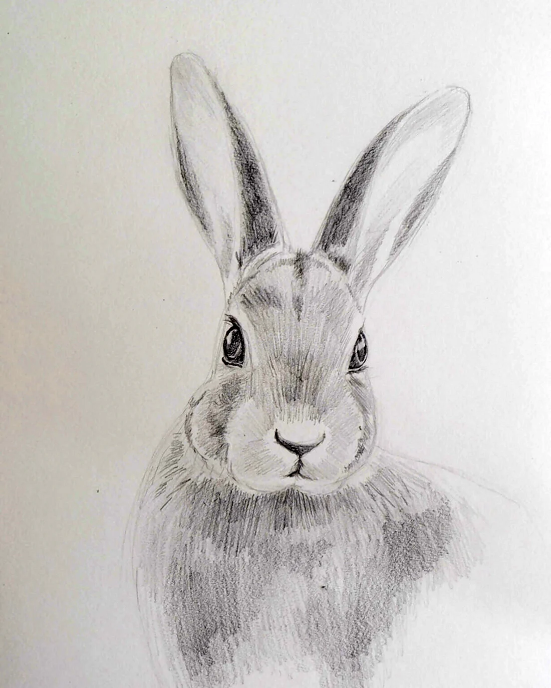 Мастер класс по рисованию кролика