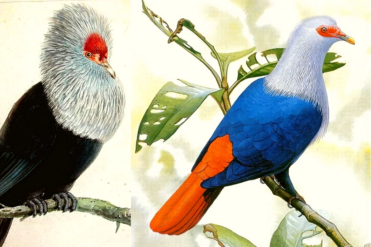 Маврикийский синий голубь эндемики Маврикия