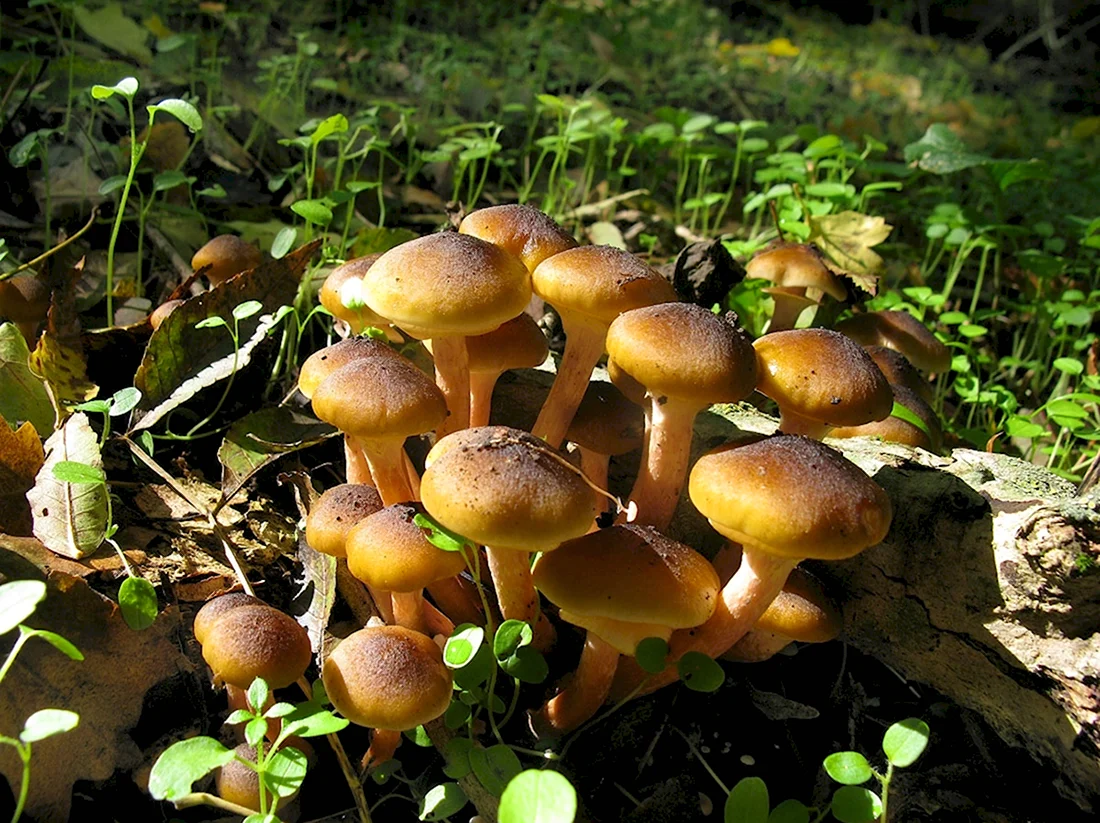 Медовые грибы Armillaria mellea