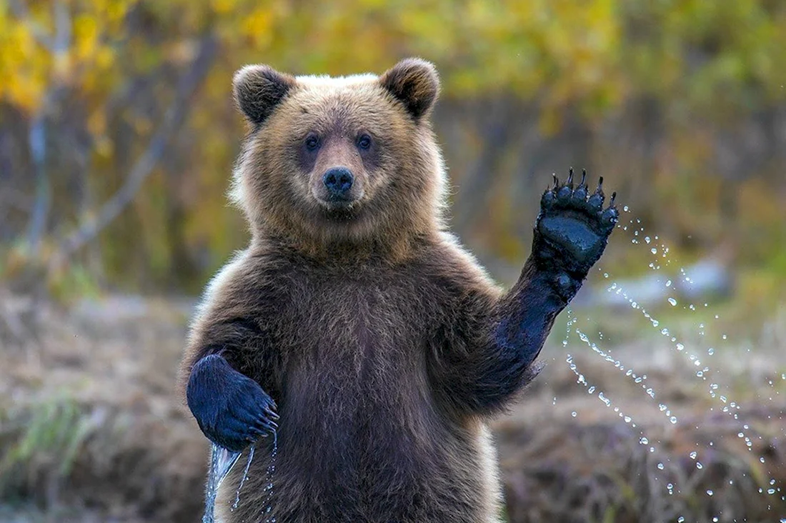 Медведь Арсений Брянск