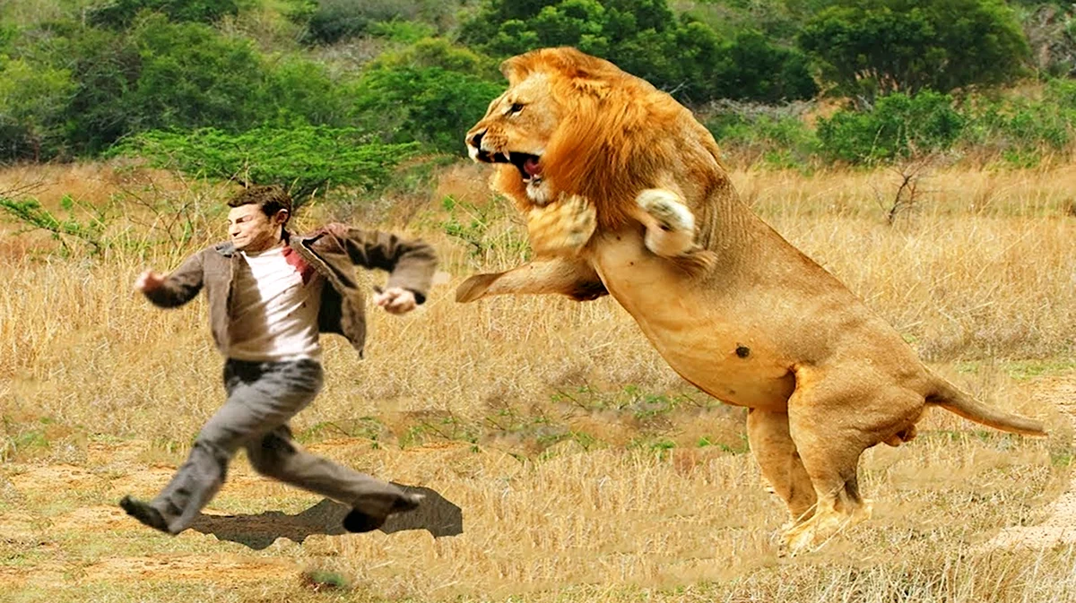 Медведь Гризли против Льва