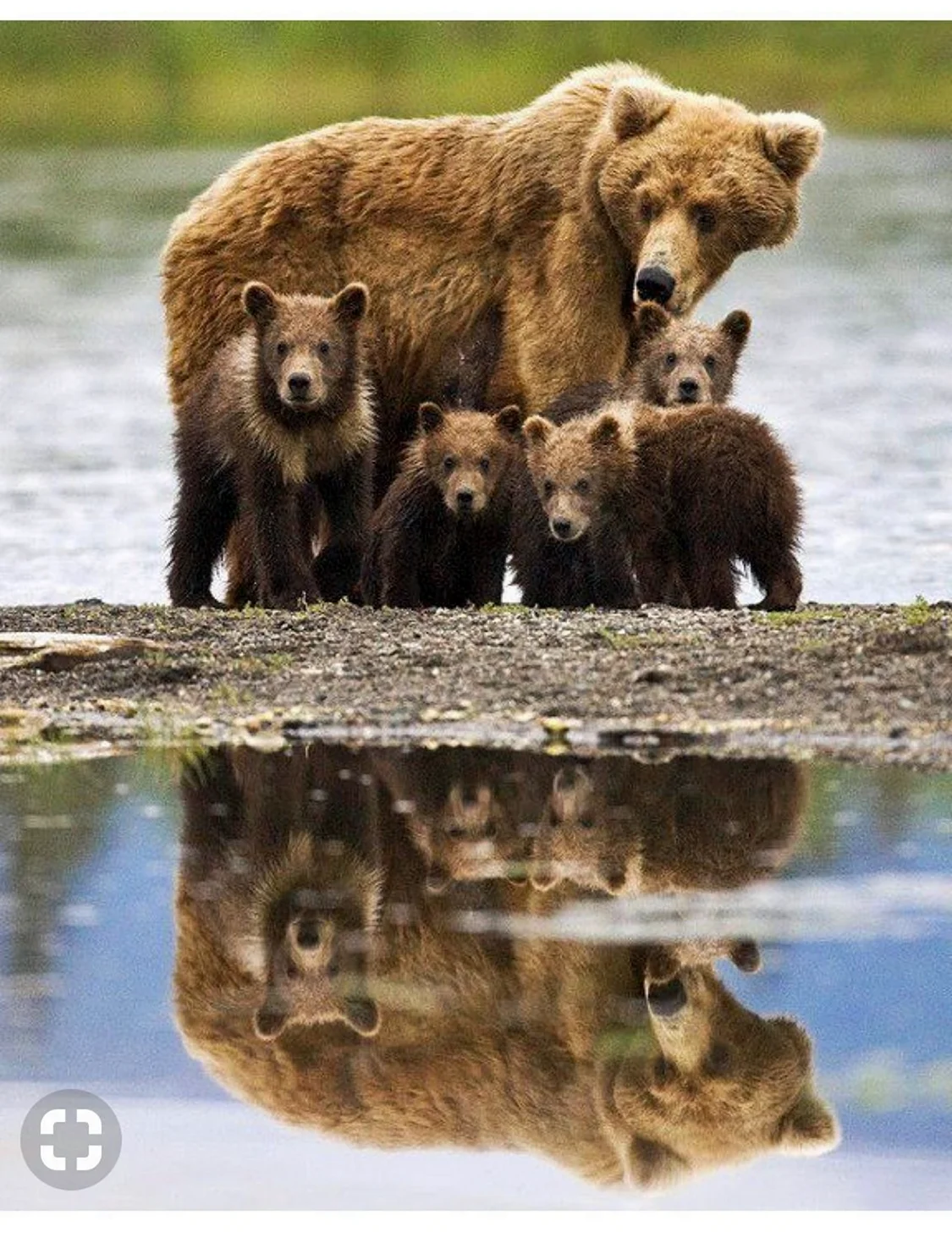 Медведь Гризли семейство