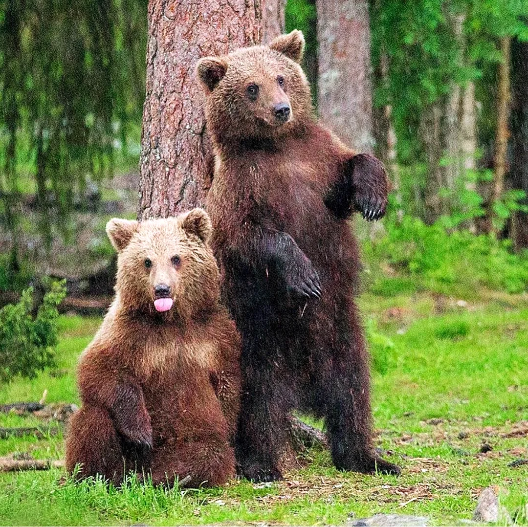 Медведь Гризли семейство