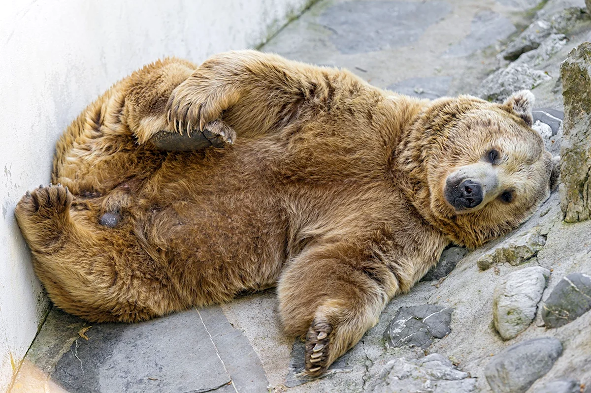 Медведь Гризли толстый