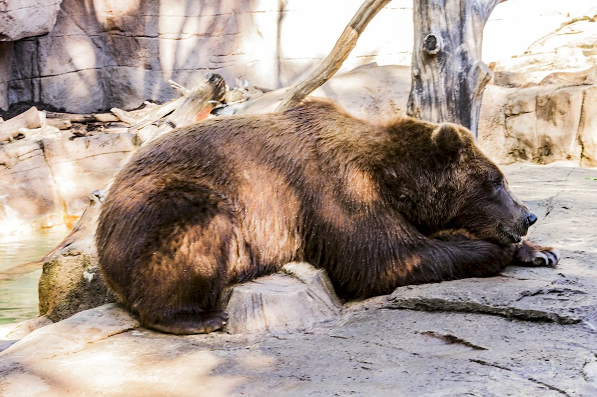 Медведь Гризли в берлоге