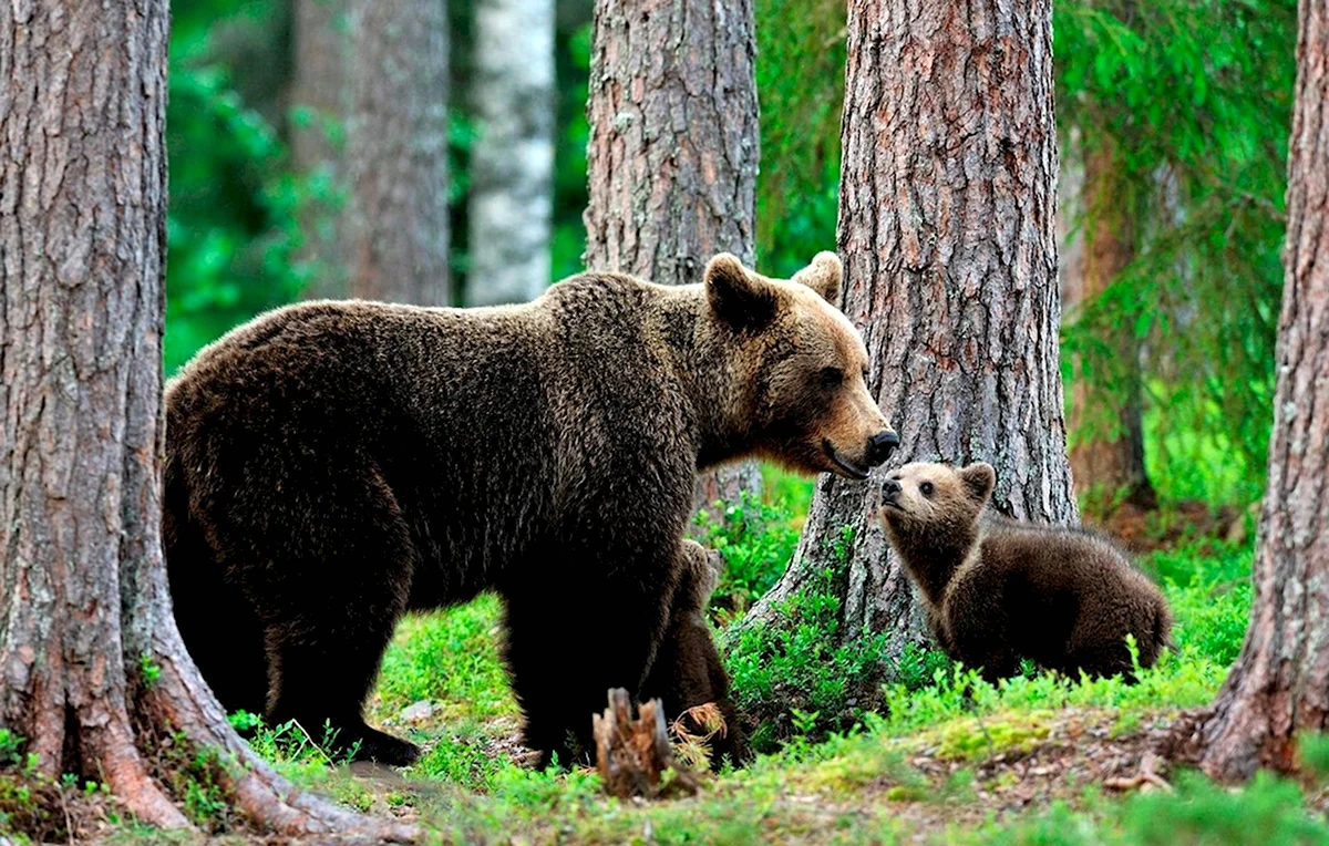 Медведь во Владимирской области
