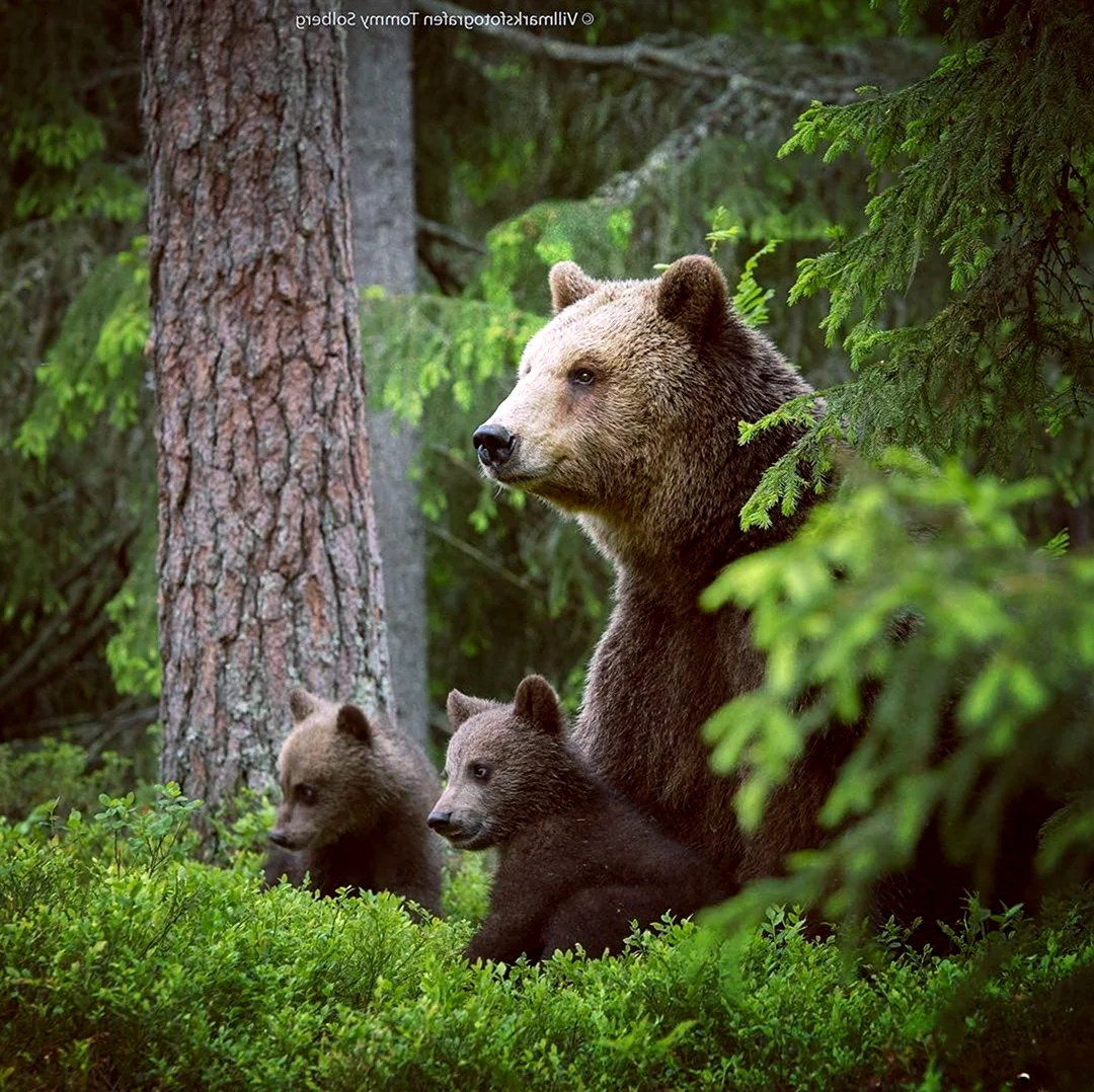 Медведица с медвежатами