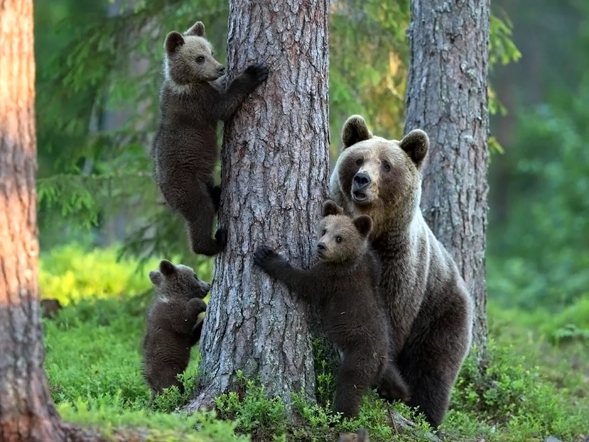 Медведица с медвежатами в лесу