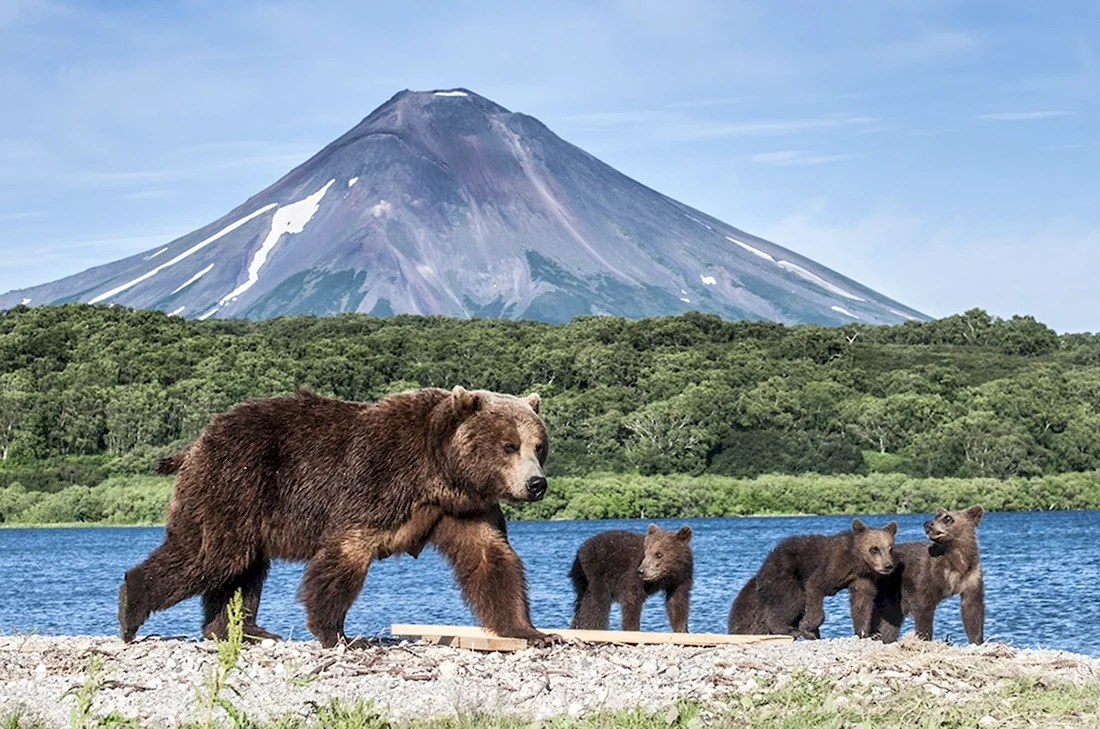 Медвежья гора Камчатка
