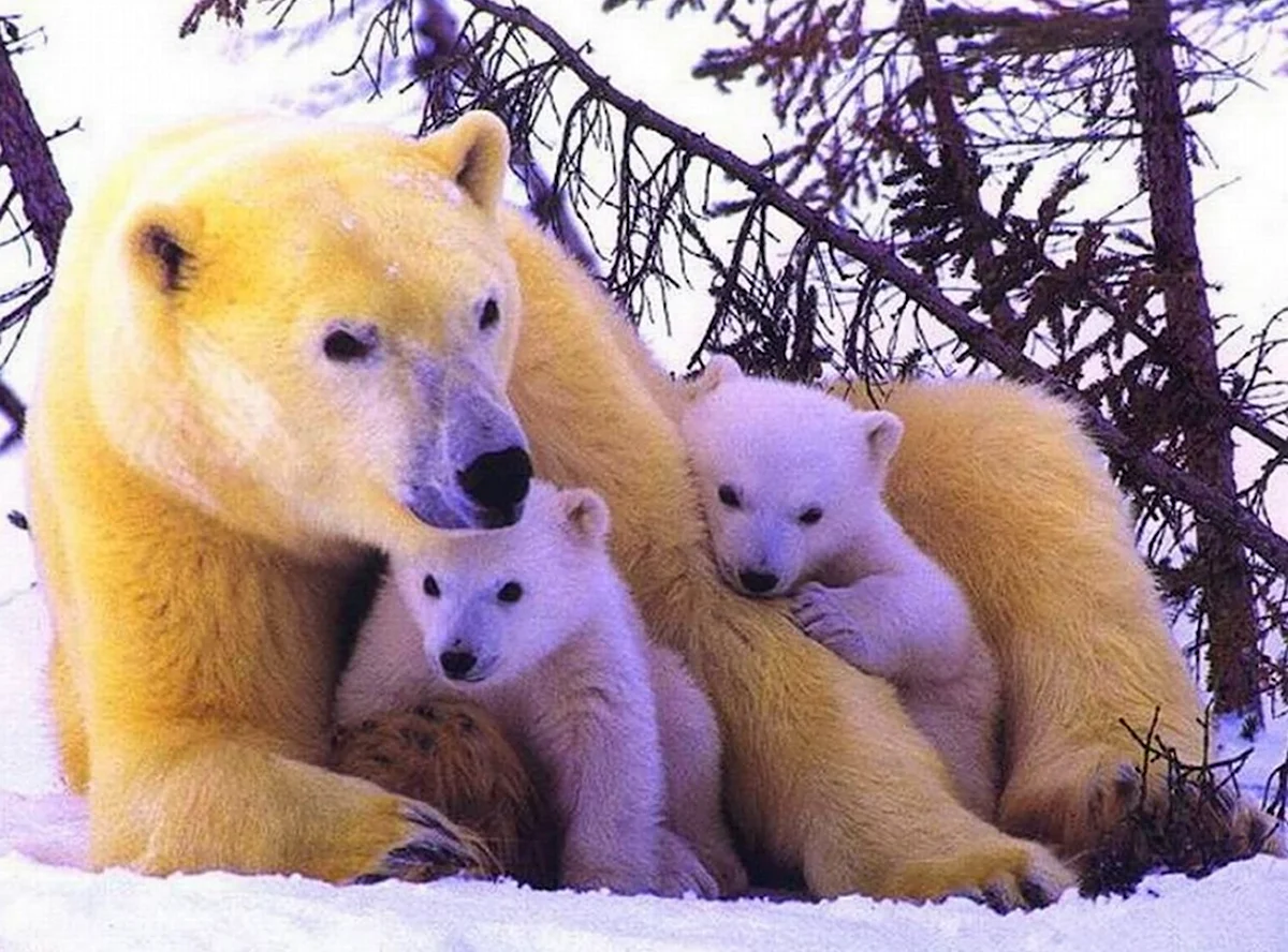 Медвежонок с мамой