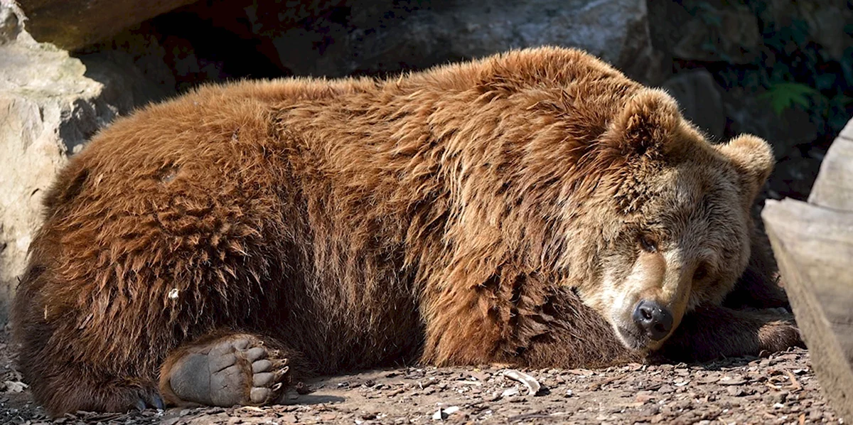 Механизм спячки медведя