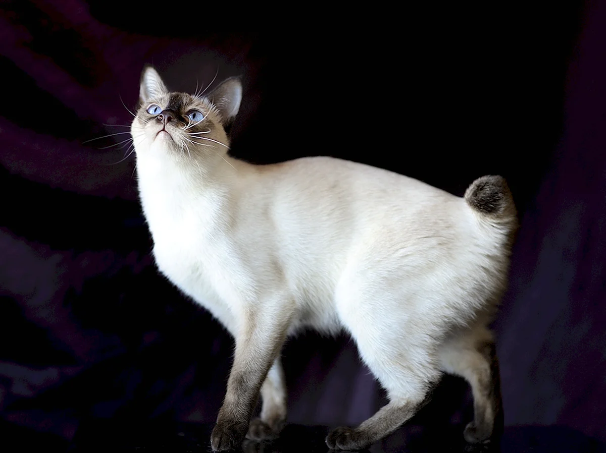 Меконгский бобтейл кошка