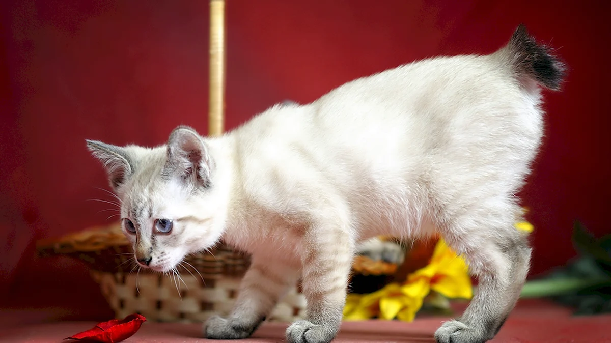 Меконгский бобтейл кот