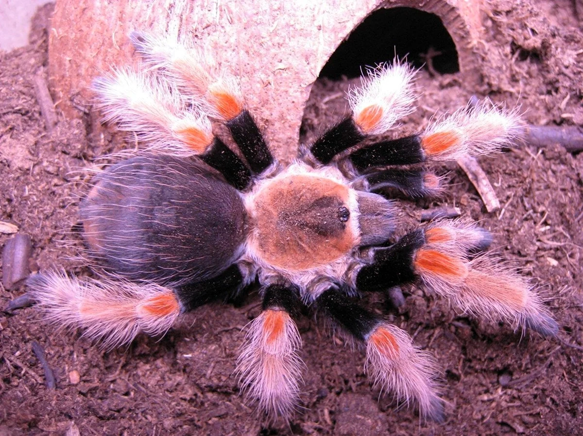 Мексиканский красноколенный паук-птицеед