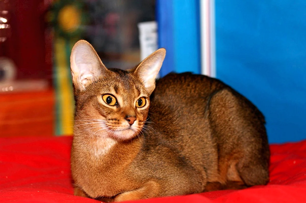 Метис Абиссинской кошки