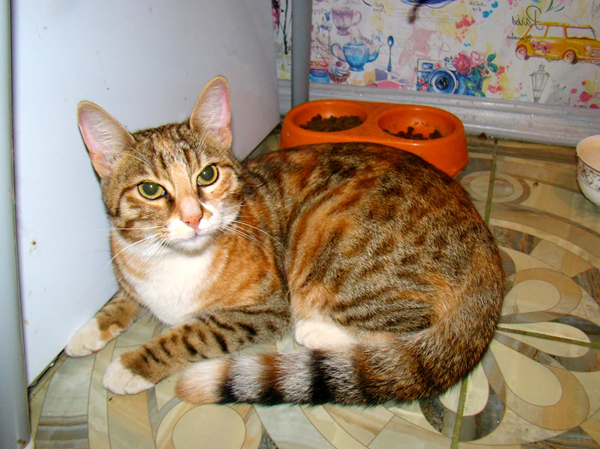 Метис бенгальской кошки