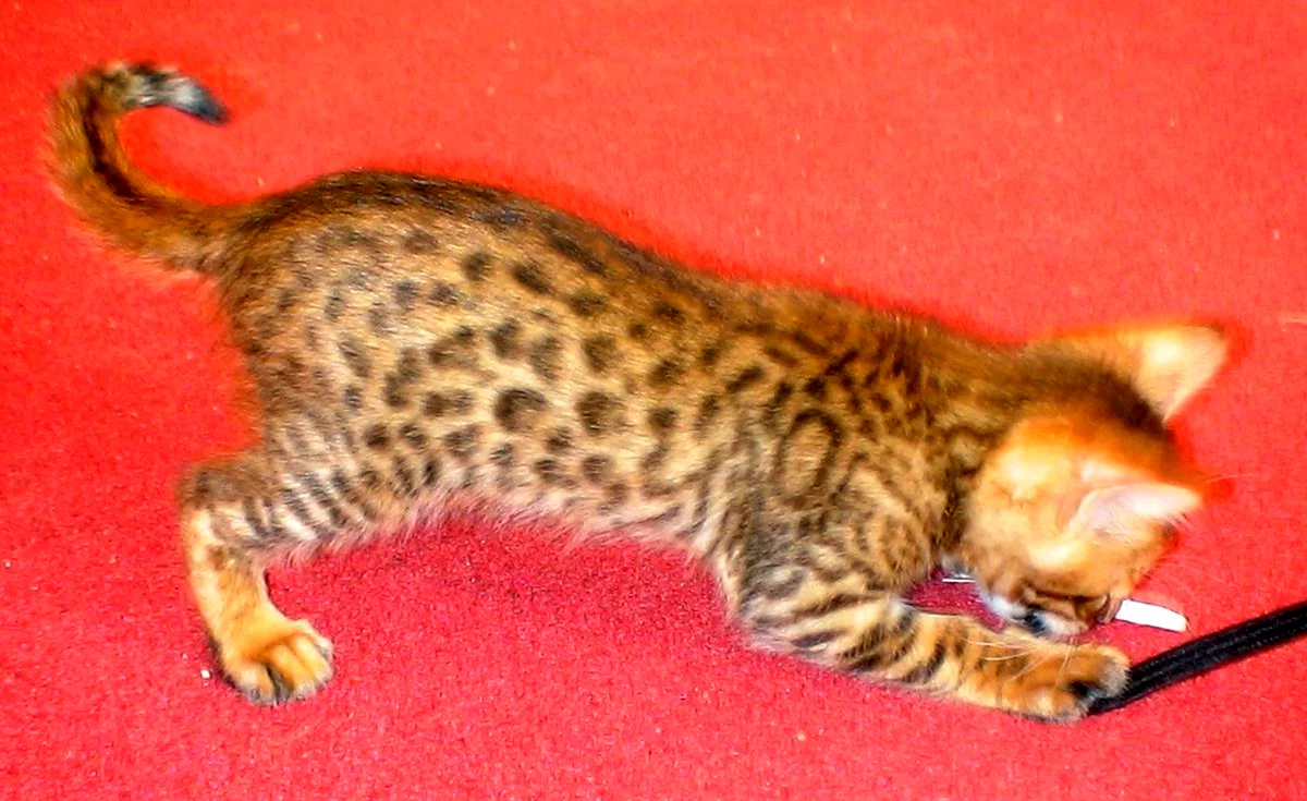 Метис бенгальской кошки полосатый