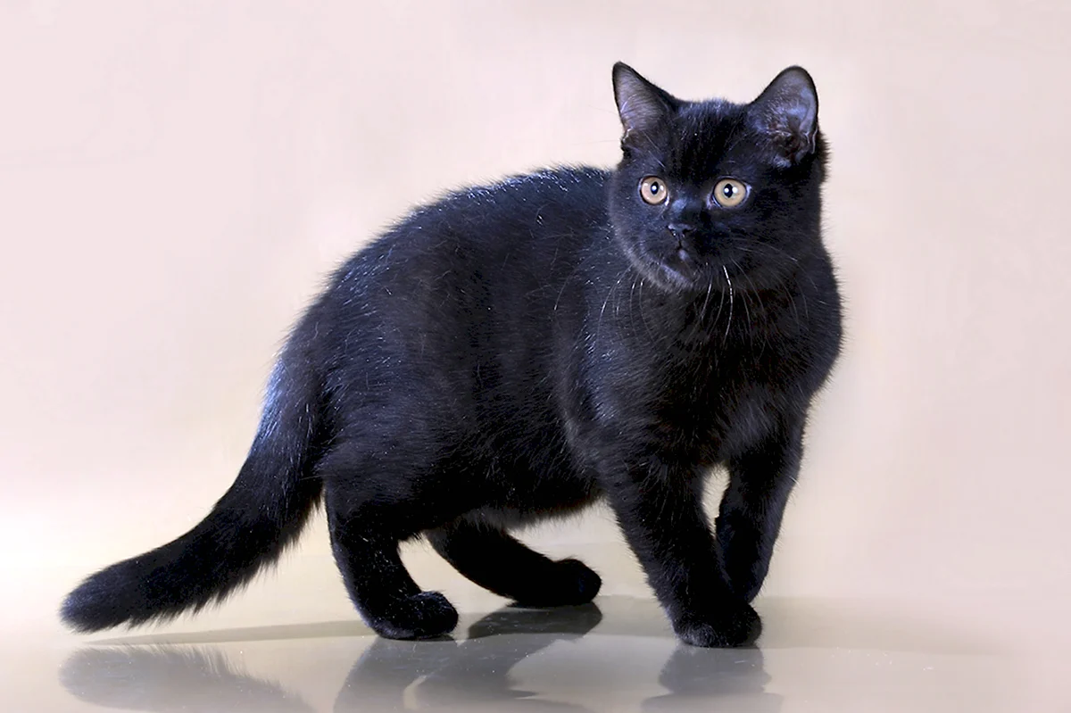 Метис британского кота черный