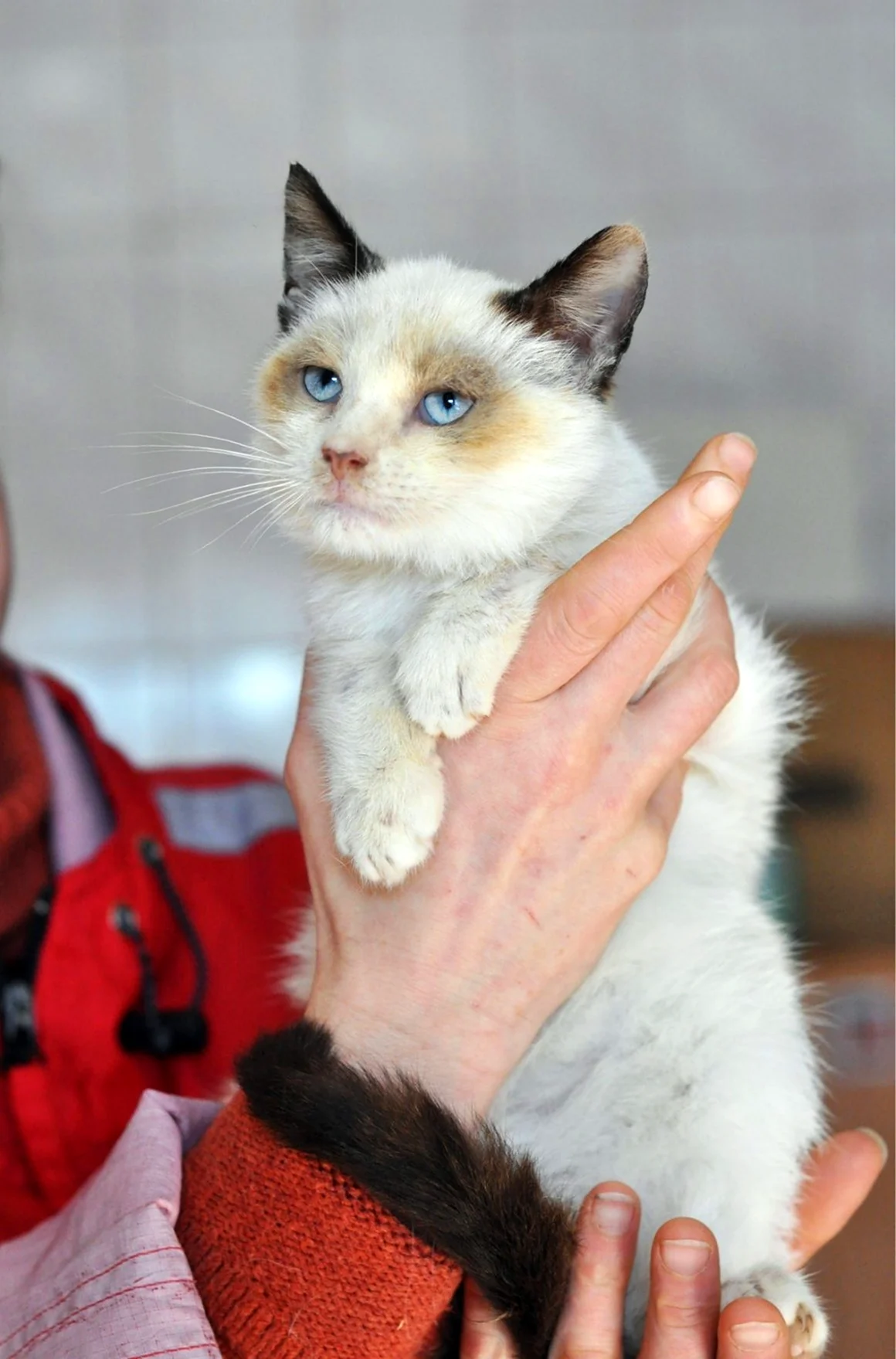 Метис сиамской кошки