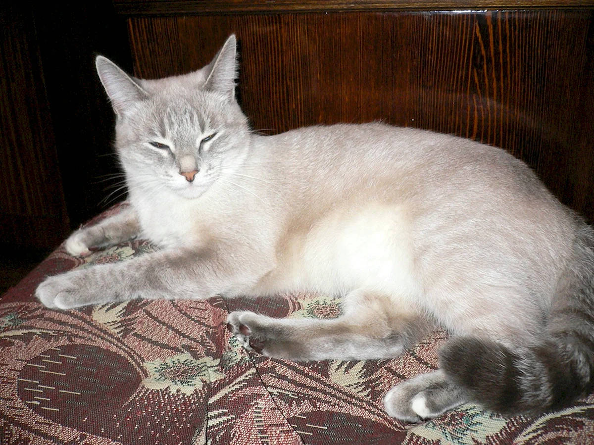 Метис тайской кошки