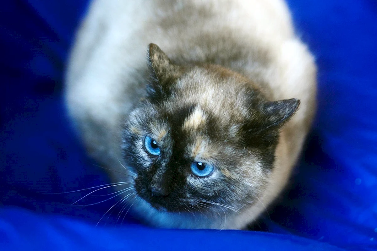 Метисы сиамских кошек с голубыми глазами
