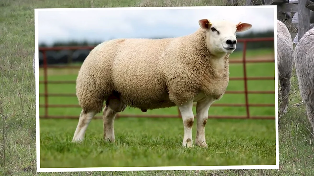 Мясная порода овец Тексель