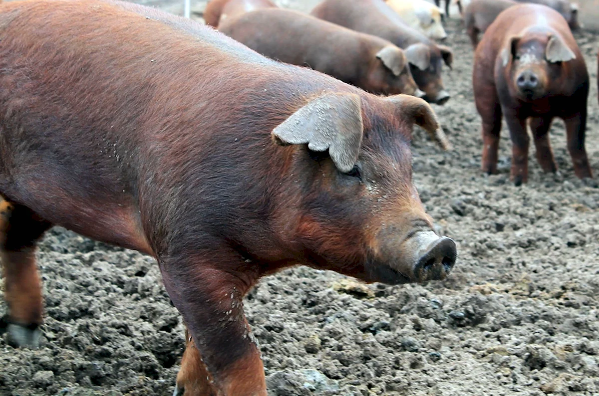Мясная порода свиней дюрок