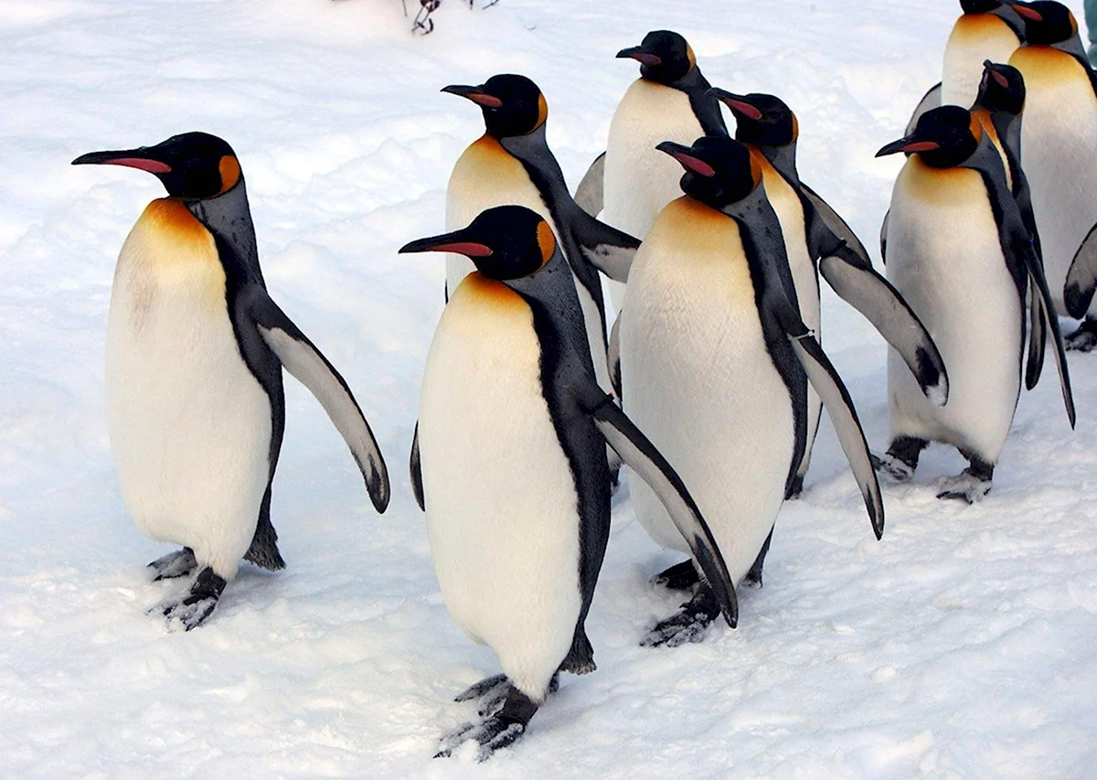 Миграция пингвинов
