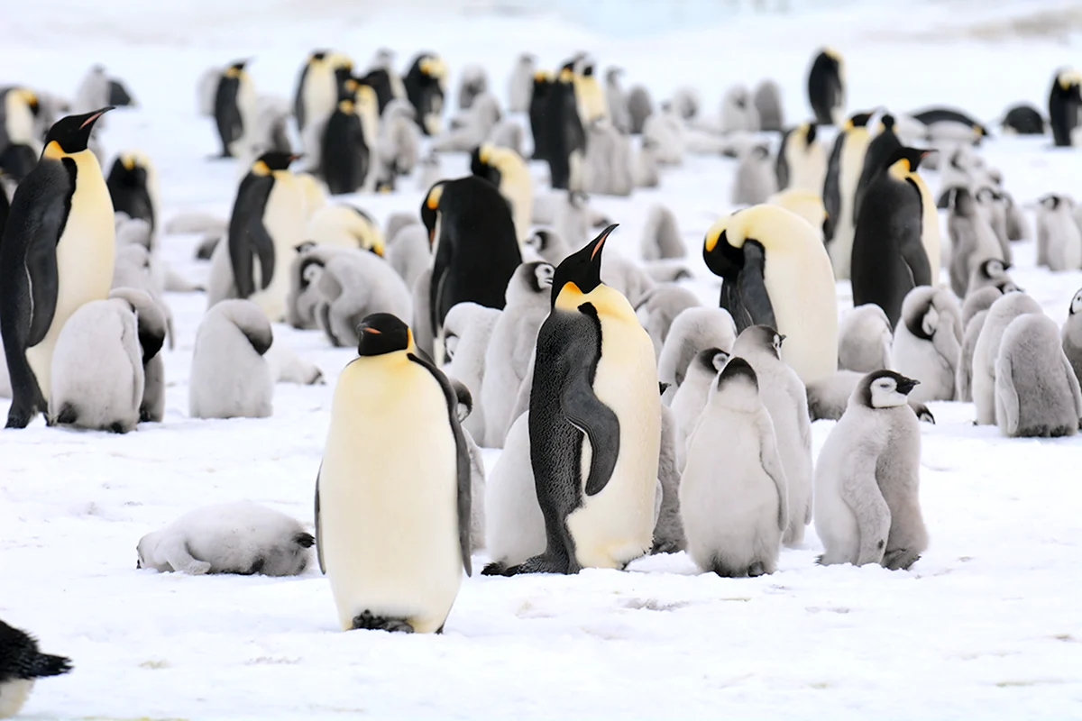 Мигрирующие животные Антарктиды