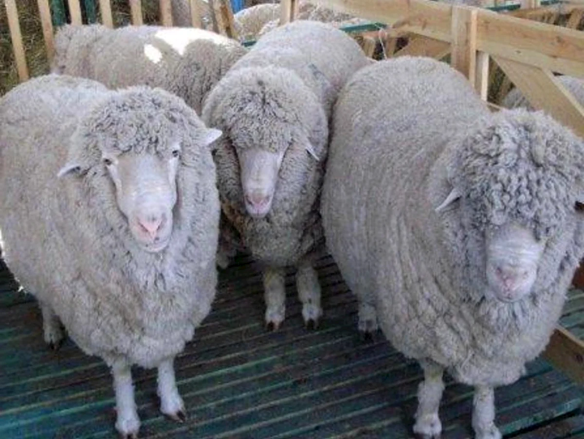 Михновская овца