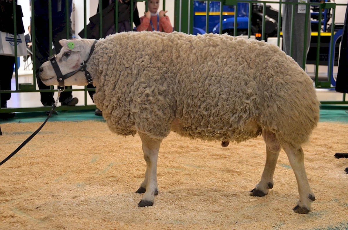 Михновская порода овец