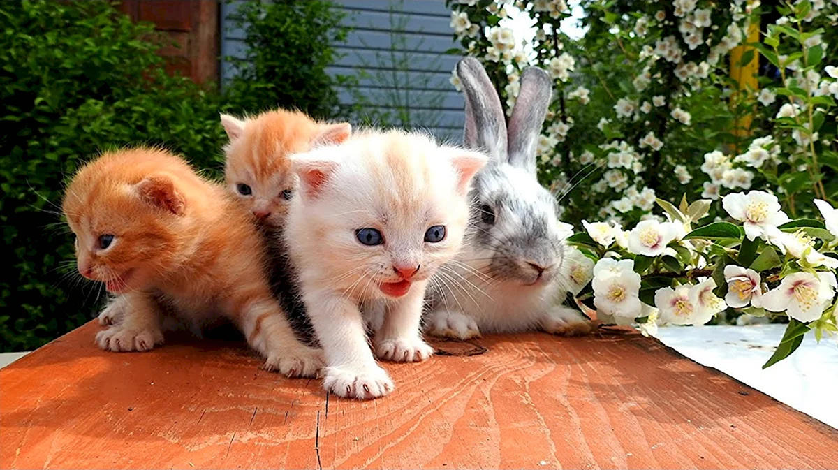 Милые котята и кролики