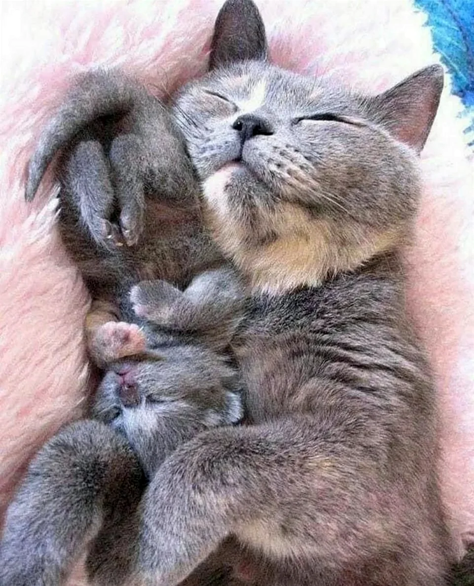 Милые котята с мамой