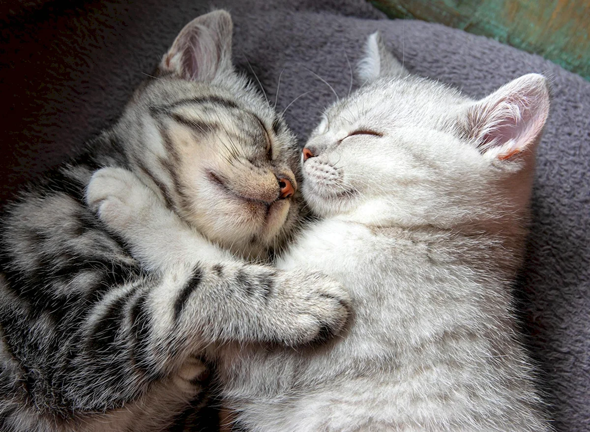 Милые котики обнимаются