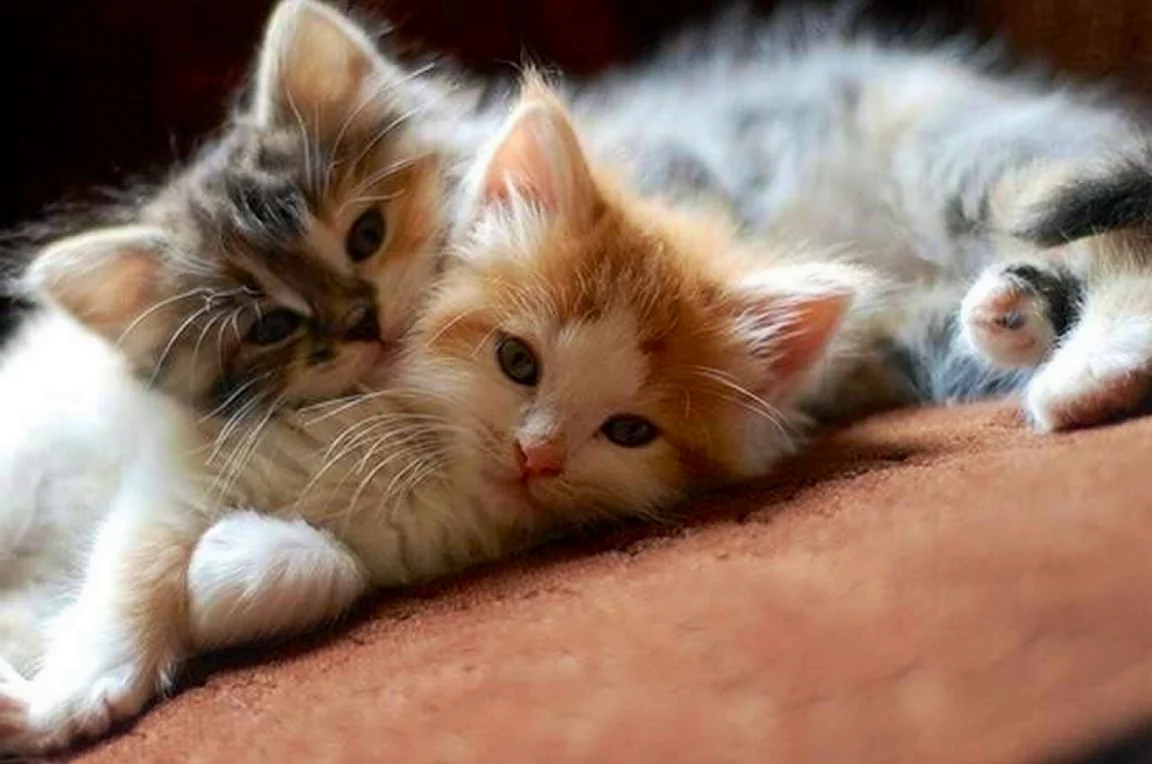 Милые котики вместе