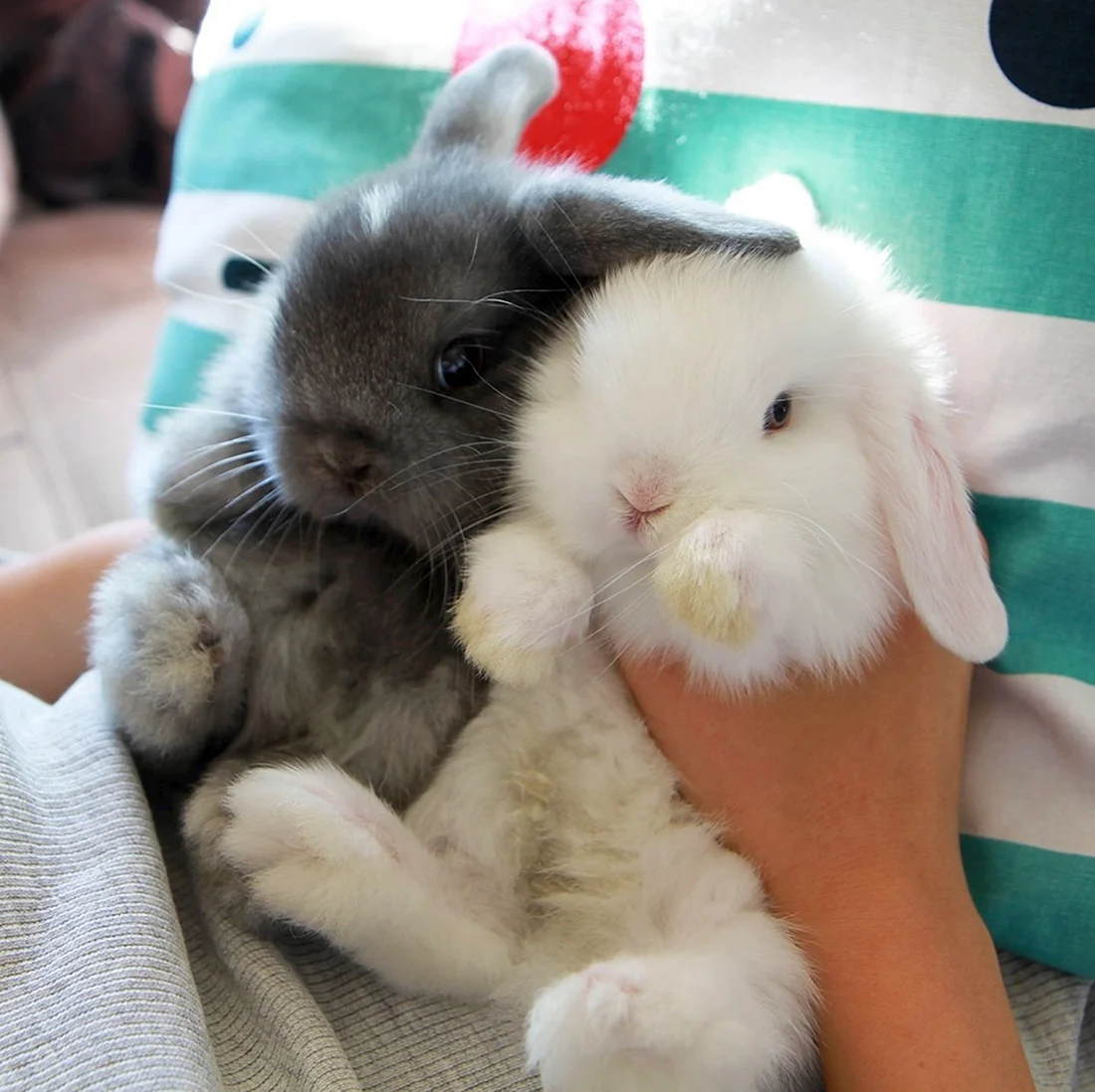Милые крольчата
