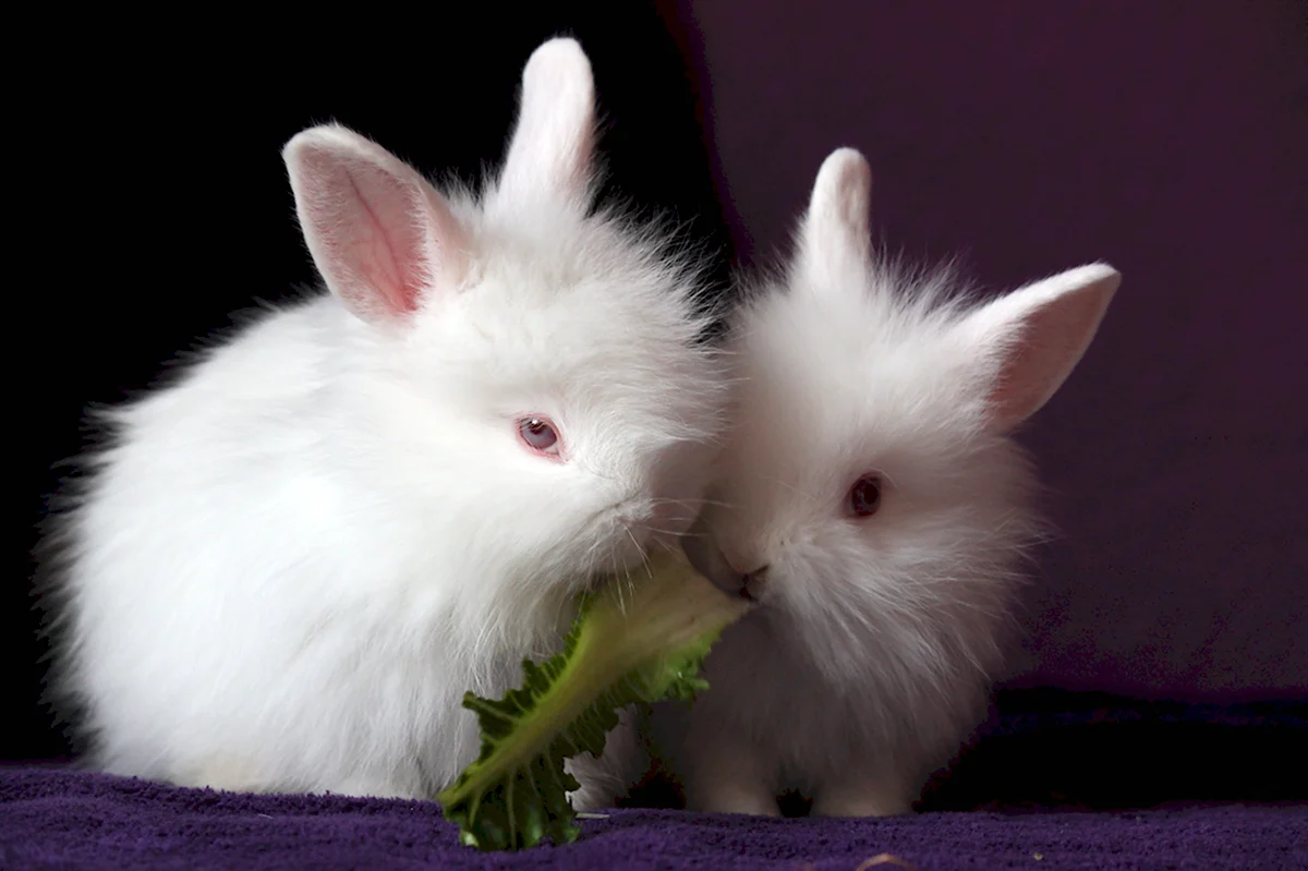 Милые кролики