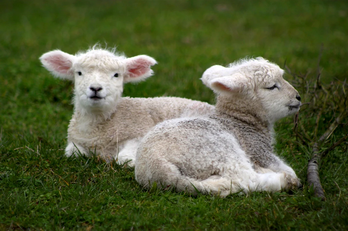 Милые овцы