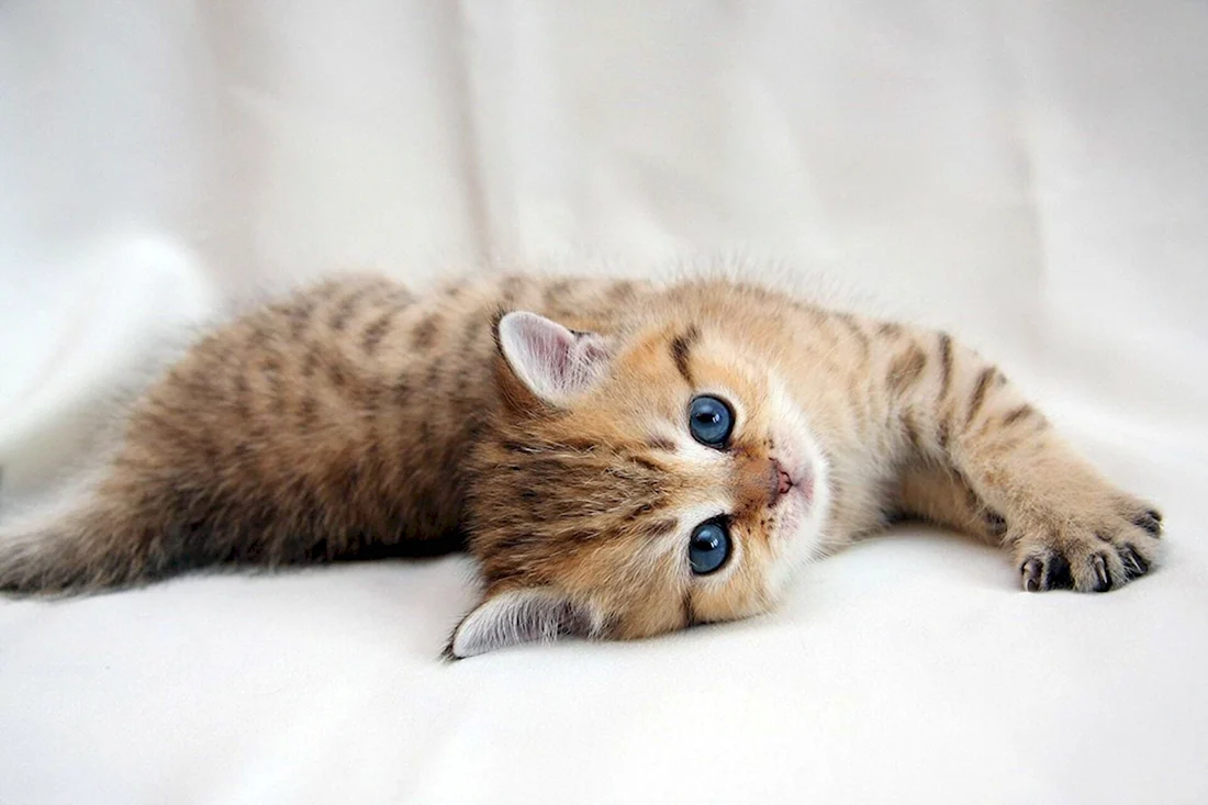 Милый котенок с голубыми глазами