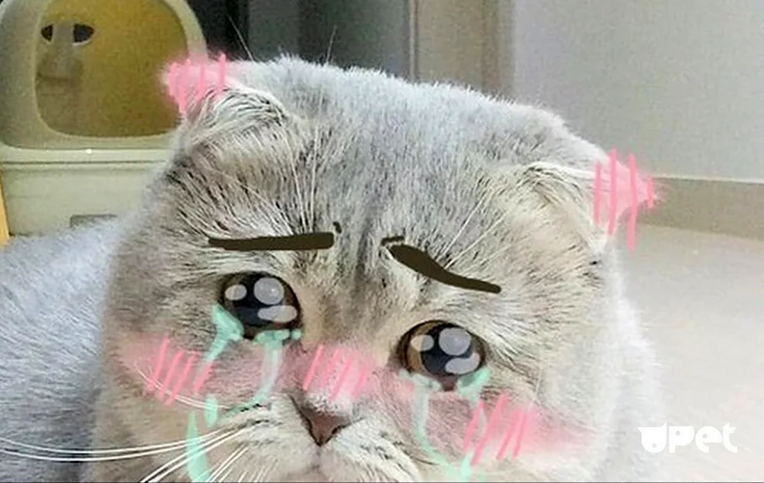 Милый котик плачет