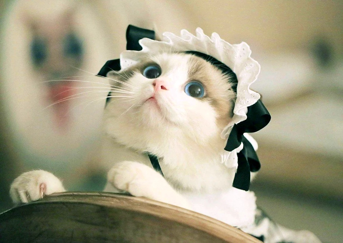 Милый котик в шапочке
