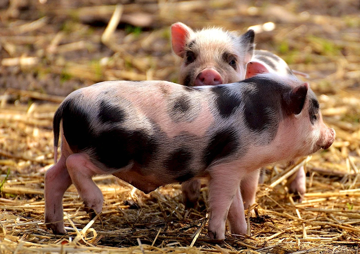 Мини Пиги свинья