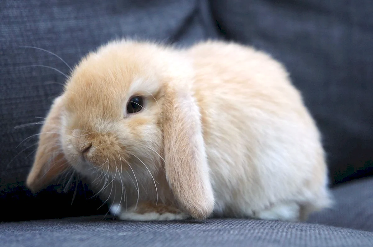 Miniature lop кролик