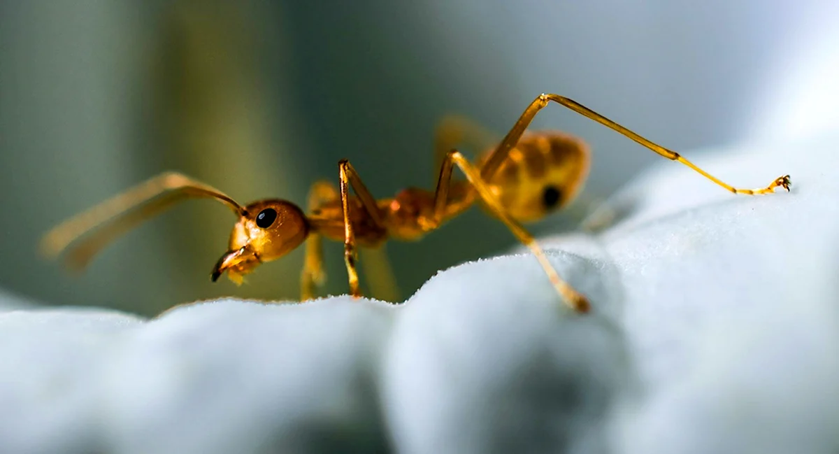Мир глазами муравья