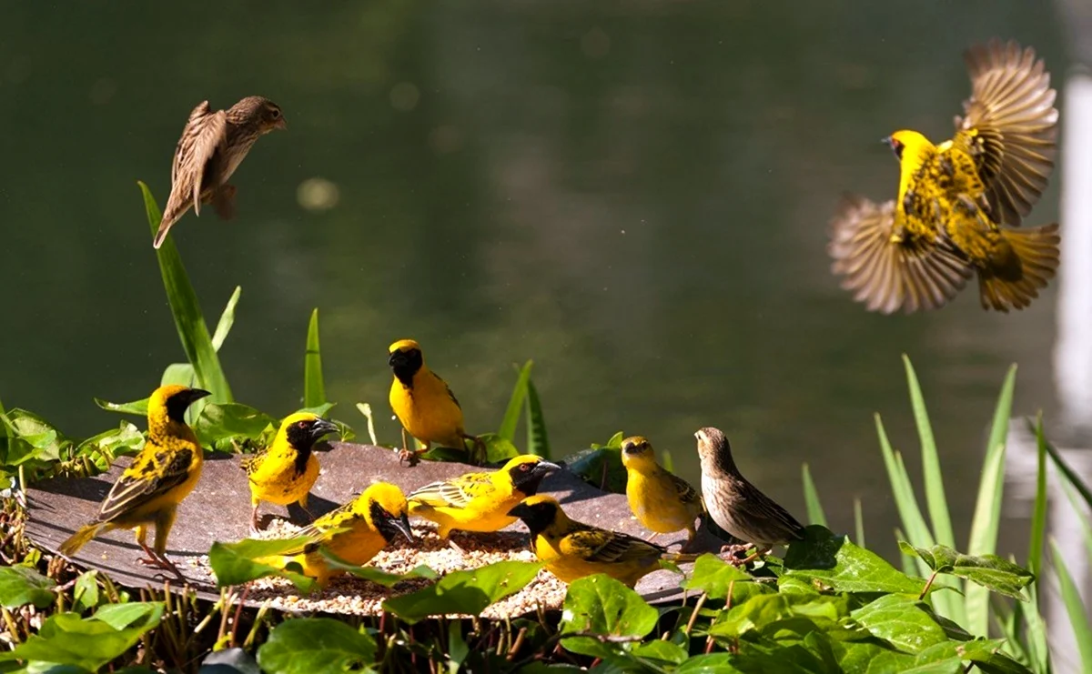 Мир природы. Птицы